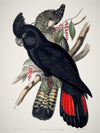 Red-Tailed Black Cockatoo Unframed Art Print