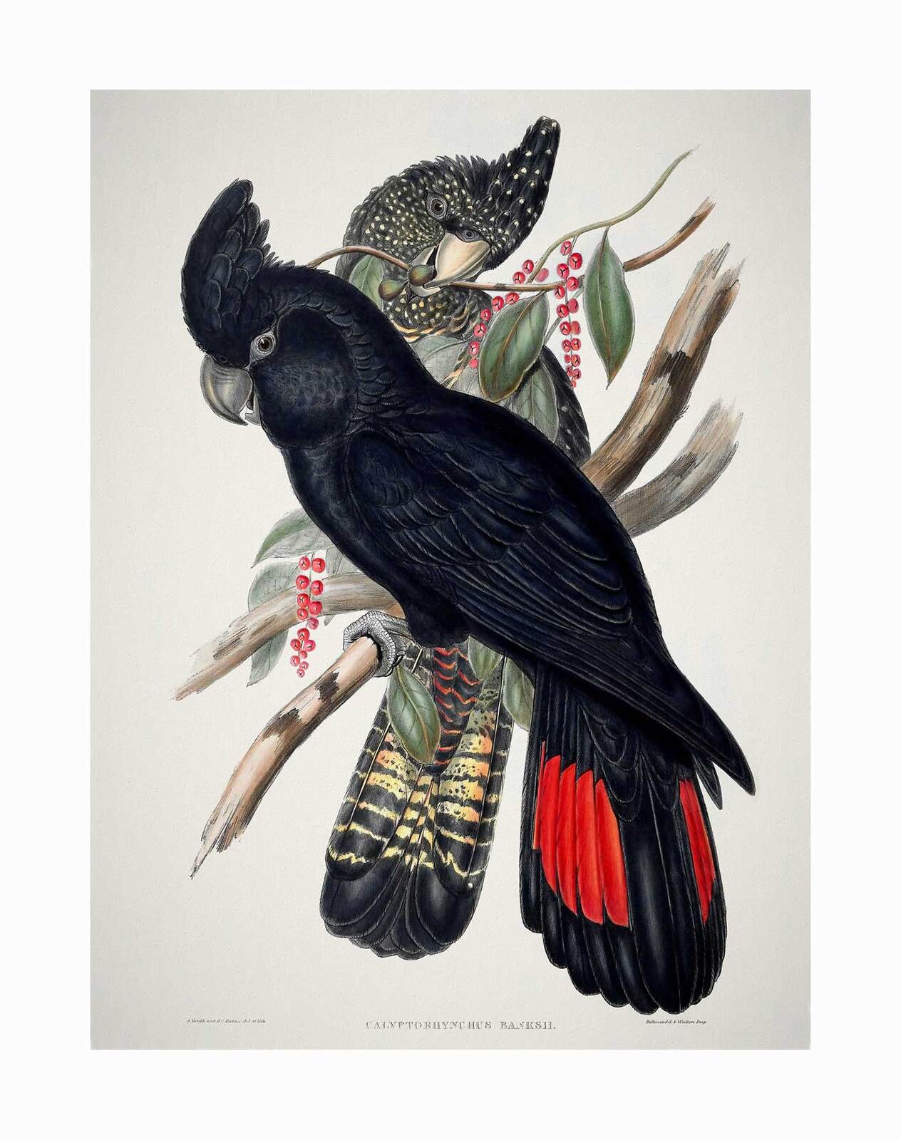 Red-Tailed Black Cockatoo Unframed Art Print