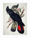 Red-Tailed Black Cockatoo Unframed Art Print