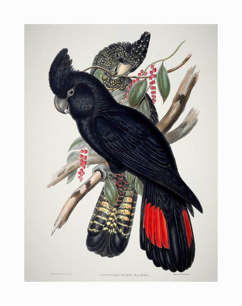The Red-Tailed Black Cockatoo Unframed Art Print by Urban Road showcases two black cockatoos on leafy branches with red berries—one with a red tail and the other adorned with yellow-orange wing and tail spots.