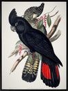 Red-Tailed Black Cockatoo Canvas Art Print
