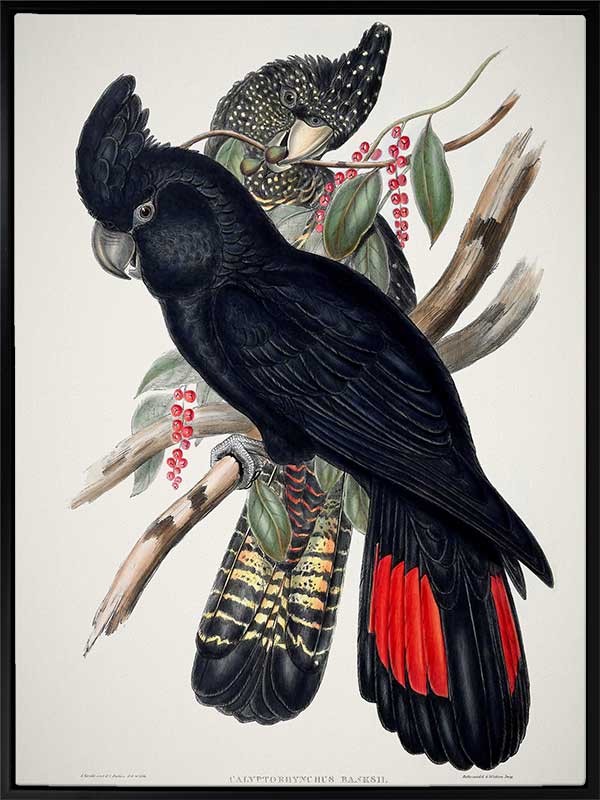 Red-Tailed Black Cockatoo Canvas Art Print