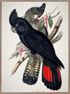Red-Tailed Black Cockatoo Canvas Art Print