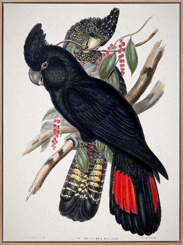 Red-Tailed Black Cockatoo Canvas Art Print