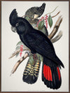 Red-Tailed Black Cockatoo Canvas Art Print