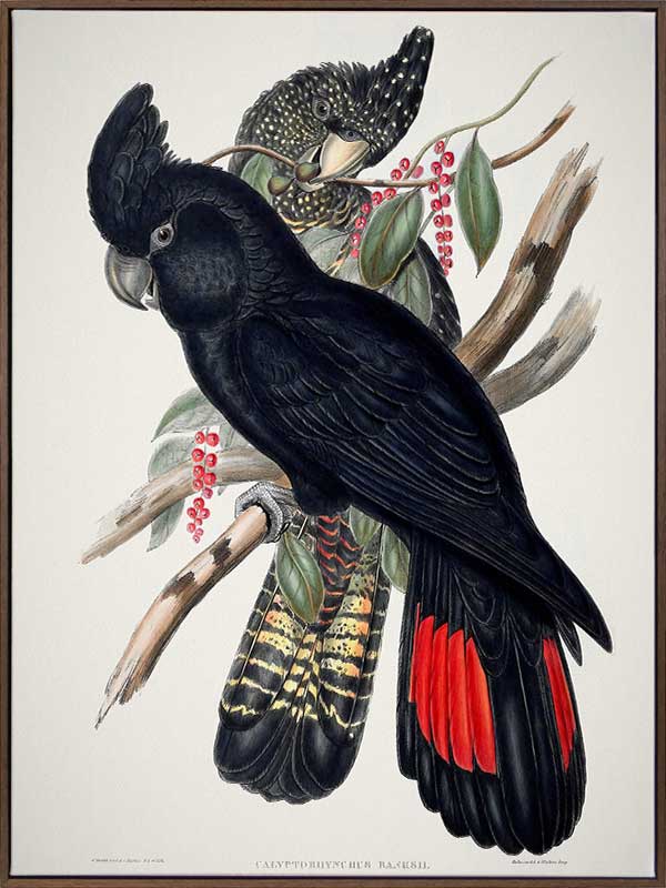Red-Tailed Black Cockatoo Canvas Art Print