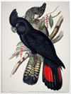 Red-Tailed Black Cockatoo Canvas Art Print