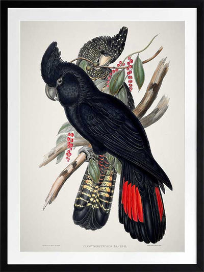 Red-Tailed Black Cockatoo Poster Framed Art Print