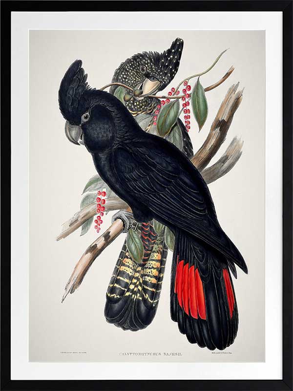 Red-Tailed Black Cockatoo Poster Framed Art Print