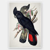 Red-Tailed Black Cockatoo Unframed Art Print