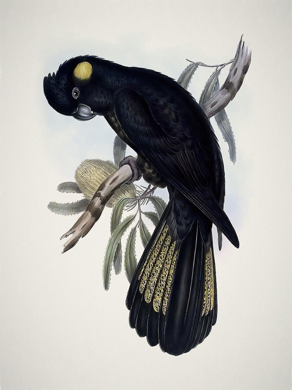 Yellow-Tailed Black Cockatoo Canvas Art Print