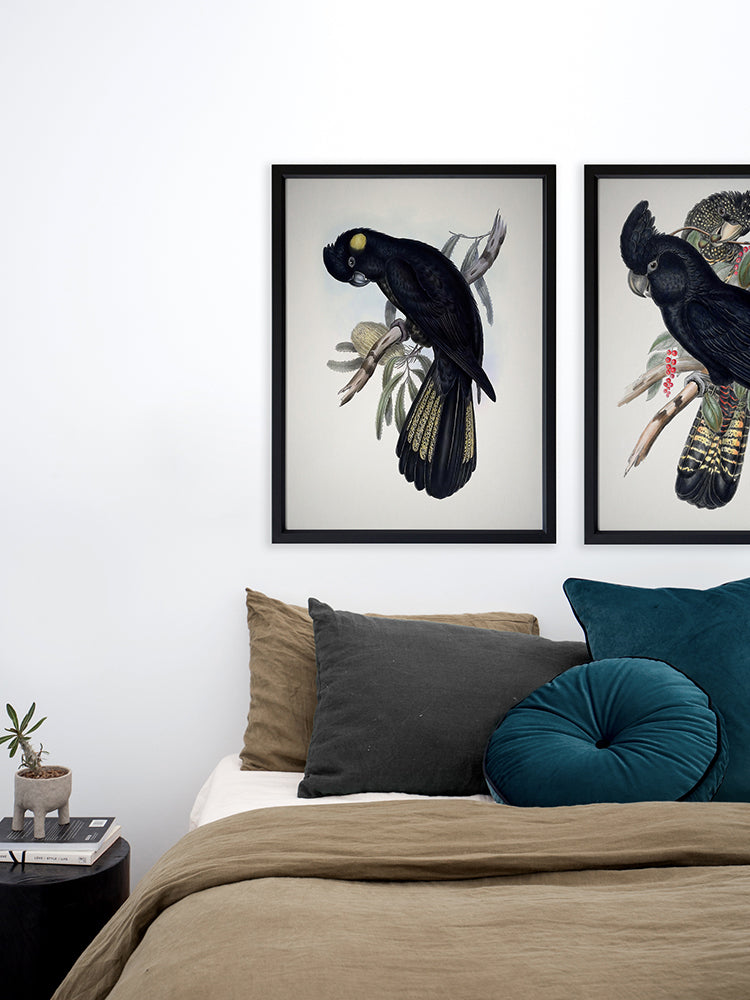 Yellow-Tailed Black Cockatoo Poster Framed Art Print | Lifestyle