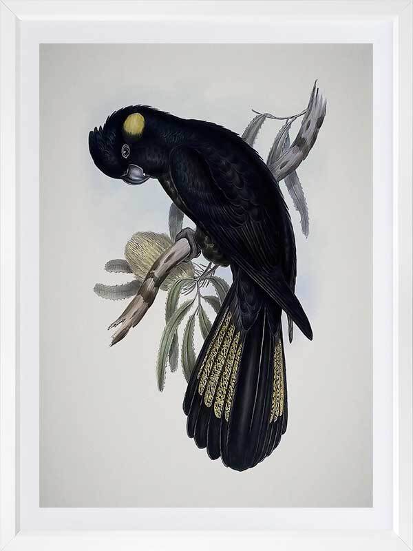 Yellow-Tailed Black Cockatoo Poster