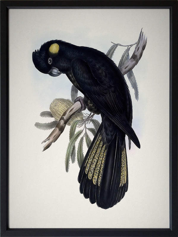 Yellow-Tailed Black Cockatoo Poster