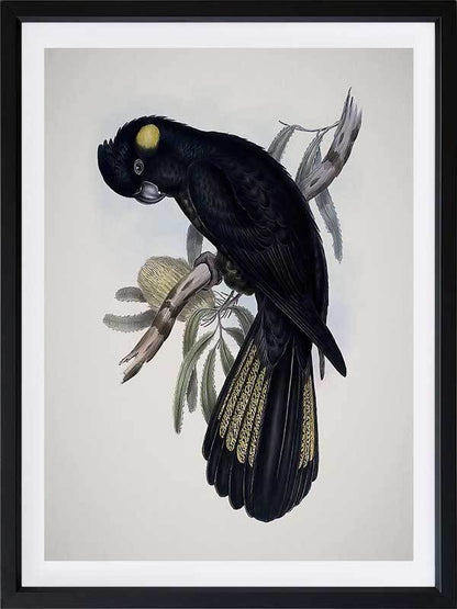 Yellow-Tailed Black Cockatoo Poster