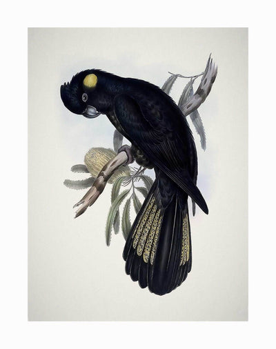 The Yellow-Tailed Black Cockatoo Unframed Art Print by Urban Road features a vintage-style illustration of the bird with yellow patches, perched amid green leaves and pale gum blossom on a light background.