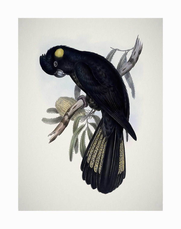 The Yellow-Tailed Black Cockatoo Unframed Art Print by Urban Road features a vintage-style illustration of the bird with yellow patches, perched amid green leaves and pale gum blossom on a light background.