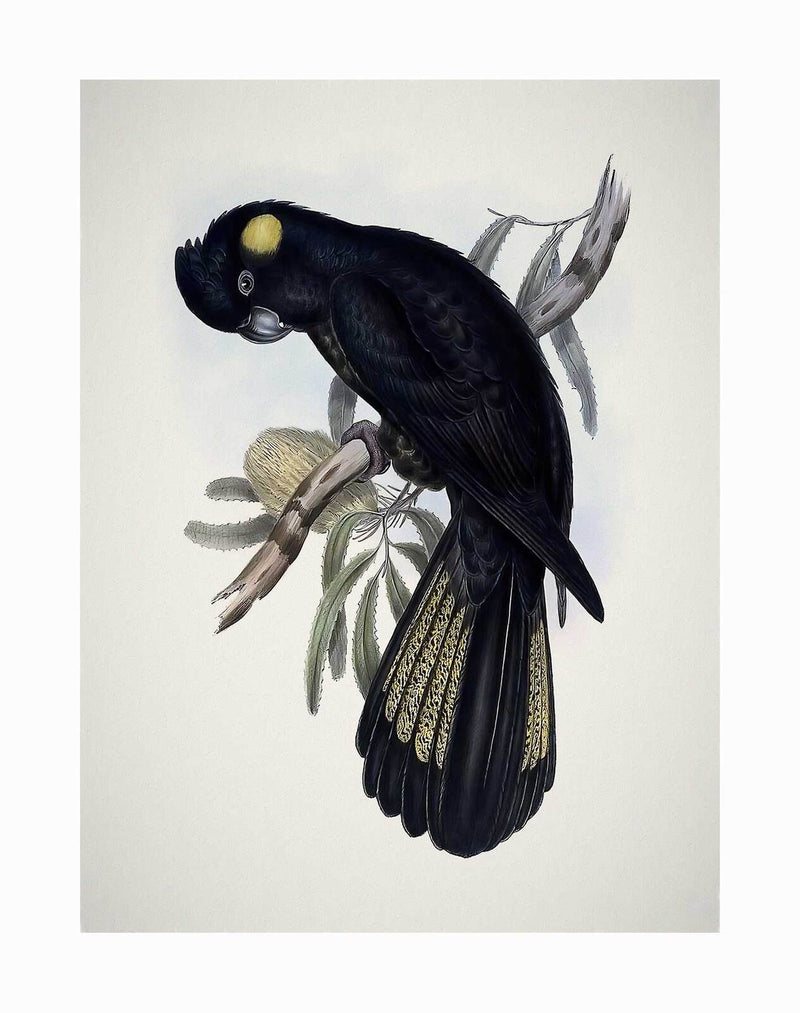The Yellow-Tailed Black Cockatoo Unframed Art Print by Urban Road features a vintage-style illustration of the bird with yellow patches, perched amid green leaves and pale gum blossom on a light background.
