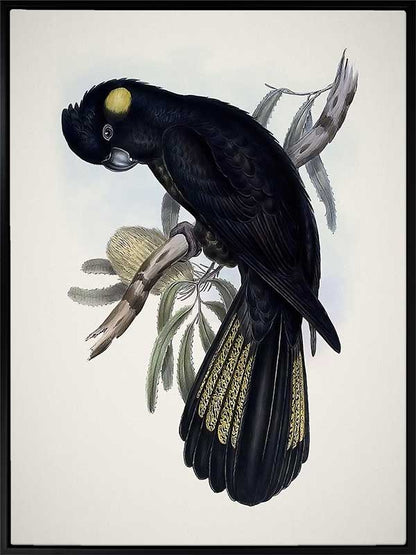 Yellow-Tailed Black Cockatoo Canvas Art Print