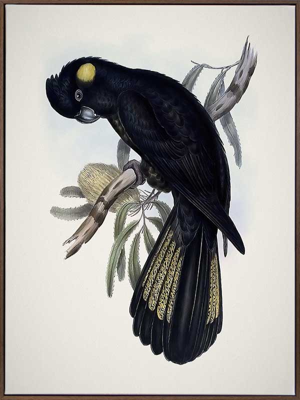 Yellow-Tailed Black Cockatoo Canvas Art Print