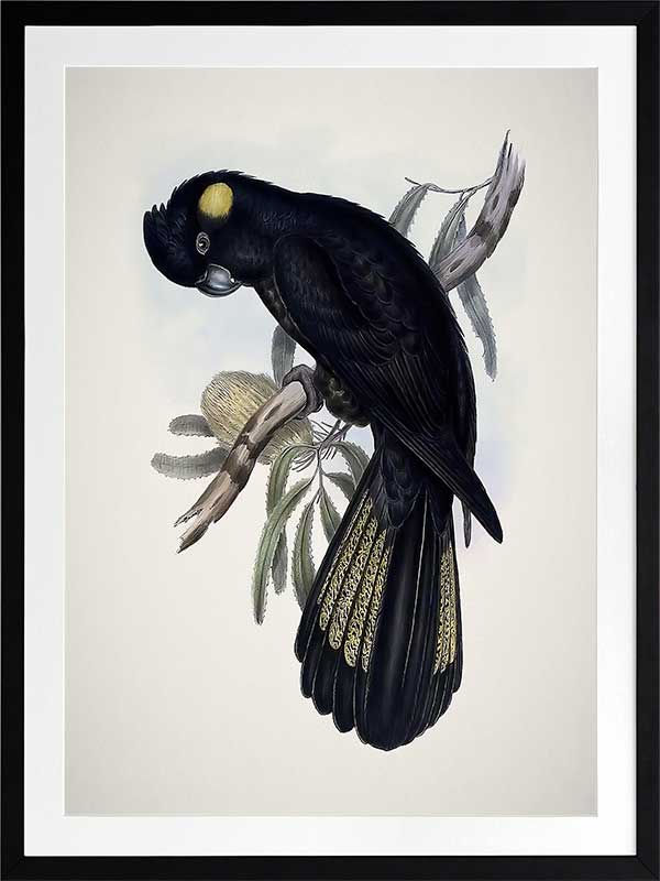 Yellow-Tailed Black Cockatoo Poster Framed Art Print