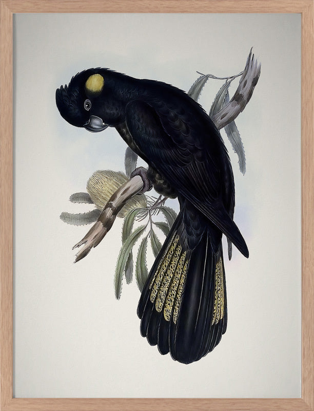 Yellow-Tailed Black Cockatoo Poster