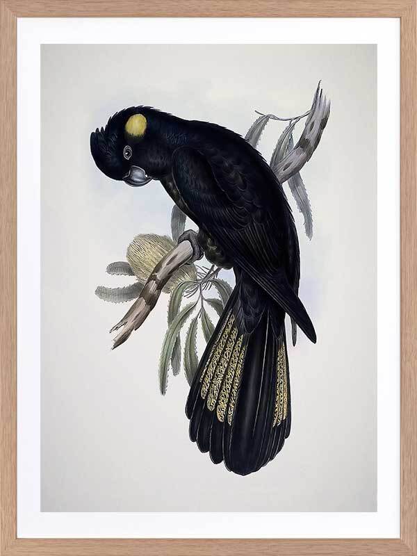 Yellow-Tailed Black Cockatoo Poster