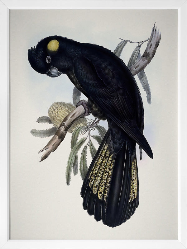 Yellow-Tailed Black Cockatoo Poster