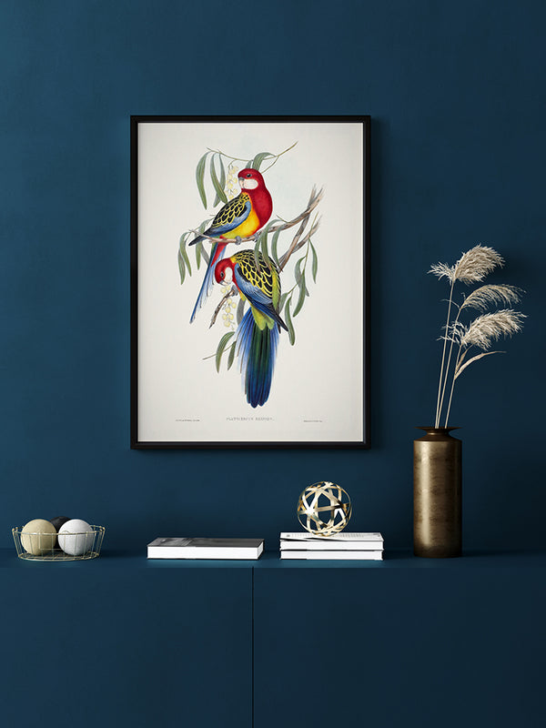 Eastern Rosella Poster Framed Art Print | Lifestyle