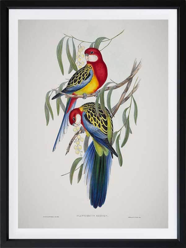 Eastern Rosella Poster