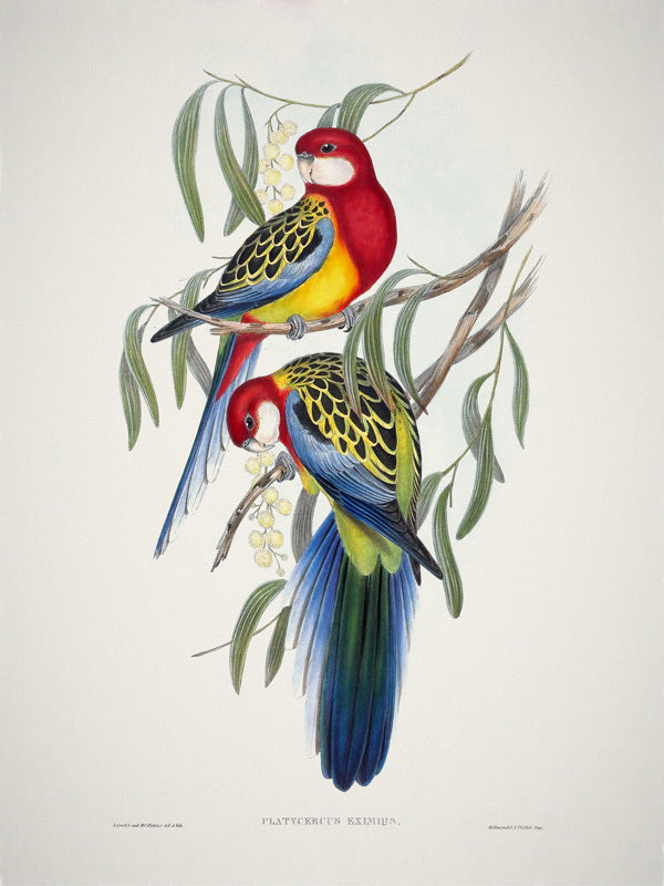 Eastern Rosella Unframed Art Print