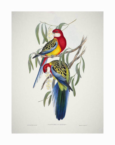 Vintage-style illustration of two Eastern Rosellas with vivid red, yellow, green, and blue feathers on a leafy branch with small white flowers—featured in the Eastern Rosella Unframed Art Print by Urban Road.
