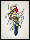 Eastern Rosella Canvas Art Print