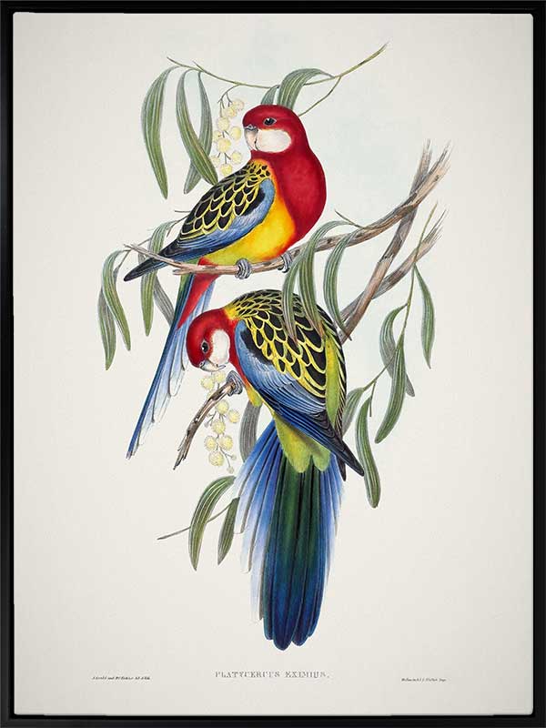 Eastern Rosella Canvas Art Print