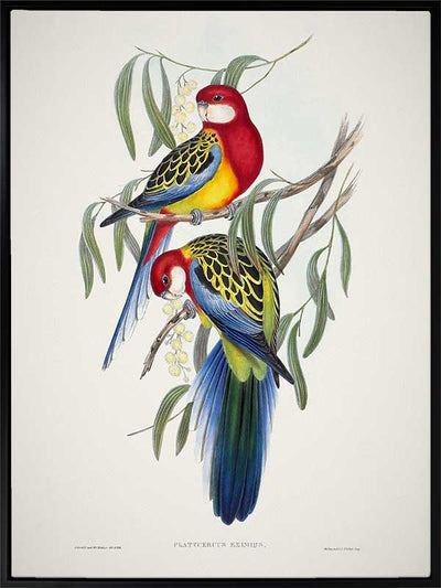 Eastern Rosella Canvas Art Print