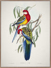 Eastern Rosella Canvas Art Print
