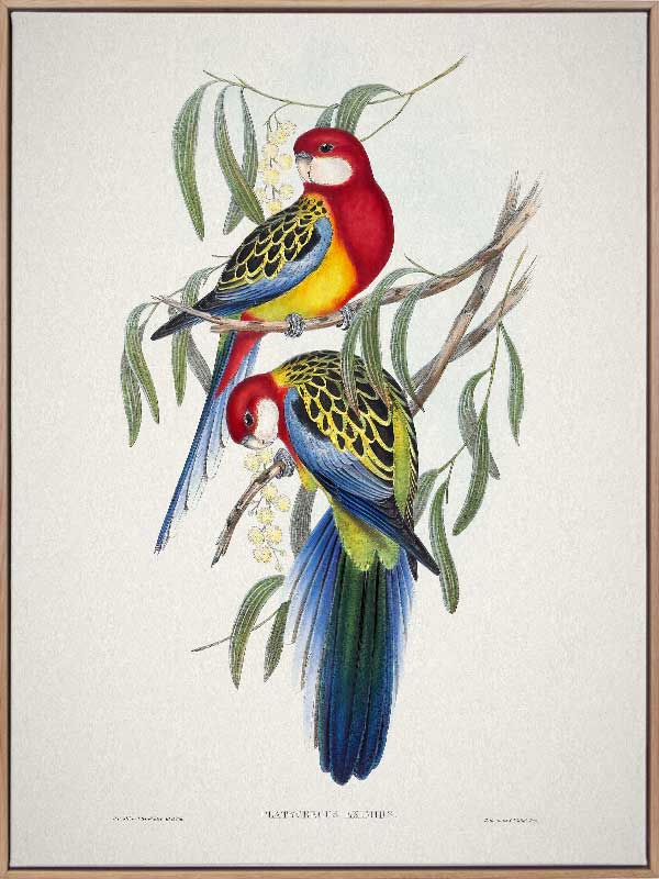Eastern Rosella Canvas Art Print