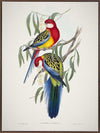 Eastern Rosella Canvas Art Print
