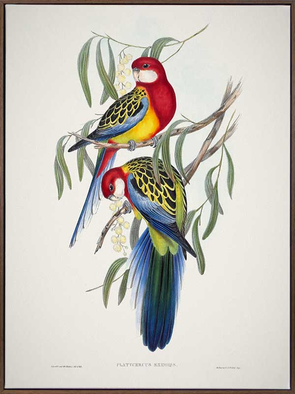 Eastern Rosella Canvas Art Print