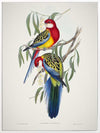 Eastern Rosella Canvas Art Print