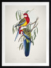 Eastern Rosella Poster Framed Art Print