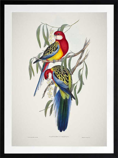 Eastern Rosella Poster Framed Art Print