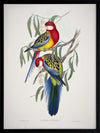 Eastern Rosella Poster Framed Art Print