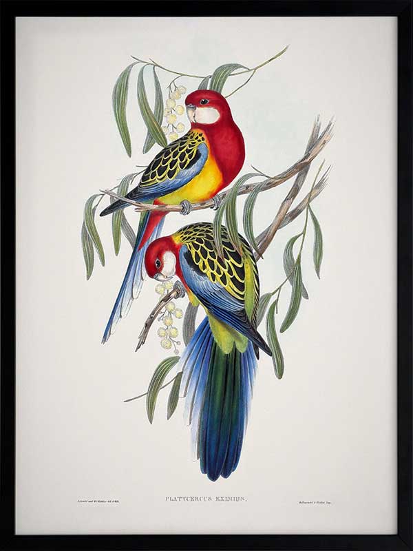 Eastern Rosella Poster Framed Art Print