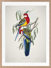 Eastern Rosella Poster Framed Art Print