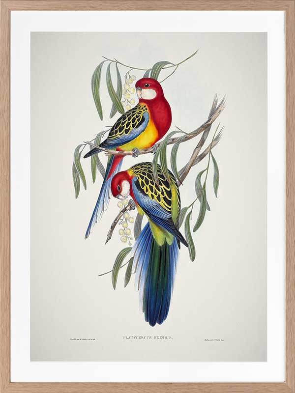 Eastern Rosella Poster Framed Art Print