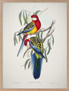 Eastern Rosella Poster Framed Art Print