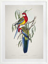 Eastern Rosella Poster Framed Art Print