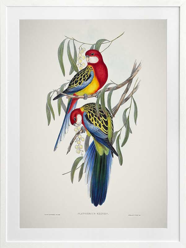 Eastern Rosella Poster Framed Art Print
