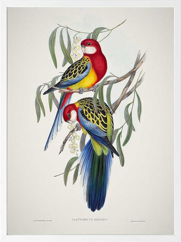 Eastern Rosella Poster Framed Art Print